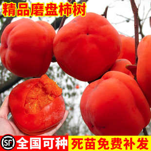 磨盘火晶柿子水果树苗脆甜柿子苗树嫁接苗当年结果特大南北方种植