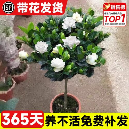 独杆棒棒糖栀子花盆栽带花苞