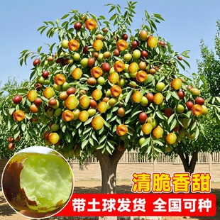 枣树活苗沾化冬枣青枣树苗南方北方种植庭院地栽果树果苗当年结果