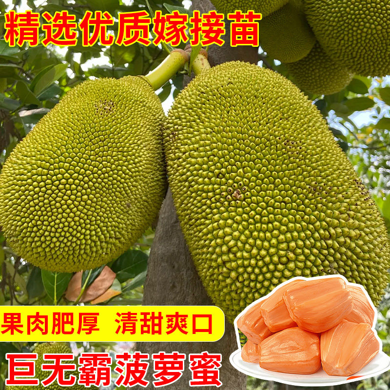菠萝蜜树苗嫁接泰国干苞红肉菠萝蜜苗四季榴莲蜜树苗盆栽地栽种植