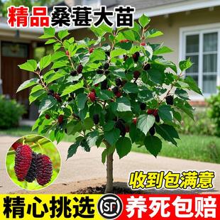 精选桑树苗当年结果盆栽地栽阳台庭院四季可种南北方种植耐寒抗旱