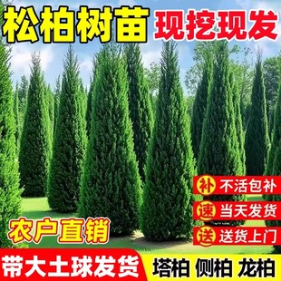 松柏树苗四季常青柏树塔柏侧柏大号树苗道路绿化易活好养圆柏松树