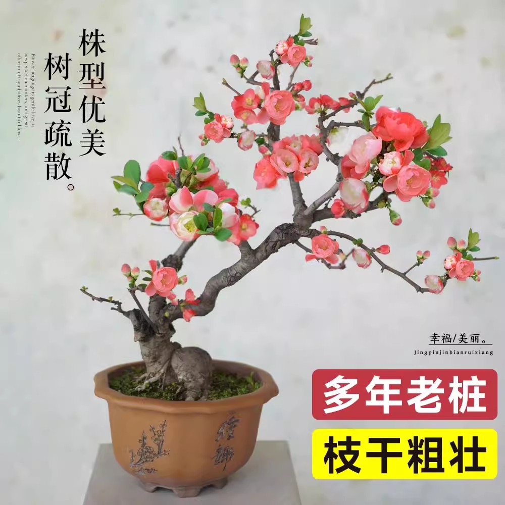 海棠花盆栽红玉海棠树苗四季易活