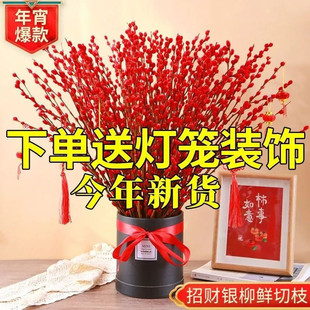 红柳年宵花招财银柳耐寒真花水培装饰客厅春节银柳柳枝红色银柳枝