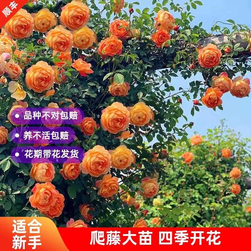 夏洛特夫人月季爬藤蔷薇花