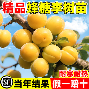 李子树苗北方种植蜂糖李嫁接特大脱骨青脆果树南北方种三华李树苗