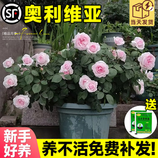 奥利维亚月季花苗灌木爬滕蔷薇多季开花庭院阳台浓香花卉盆栽好养