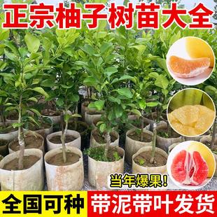 柚子树苗红心蜜柚沙田柚青柚四季果树果苗大全嫁接苗盆栽南方种植