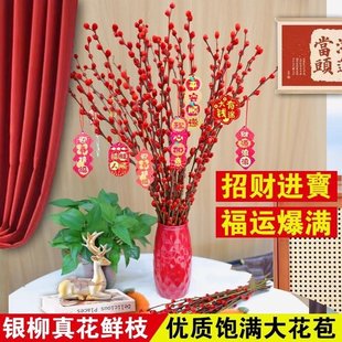 银柳真花鲜枝银柳带花瓶一整套银柳枝干花大花苞银柳春节年宵花