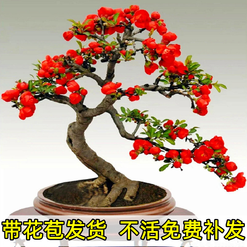 西府海棠花盆栽树苗长寿冠