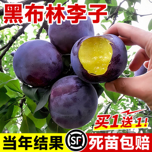 黑布林李子树苗红心新品种特大嫁接蜂糖李南北方种植果树果苗大全