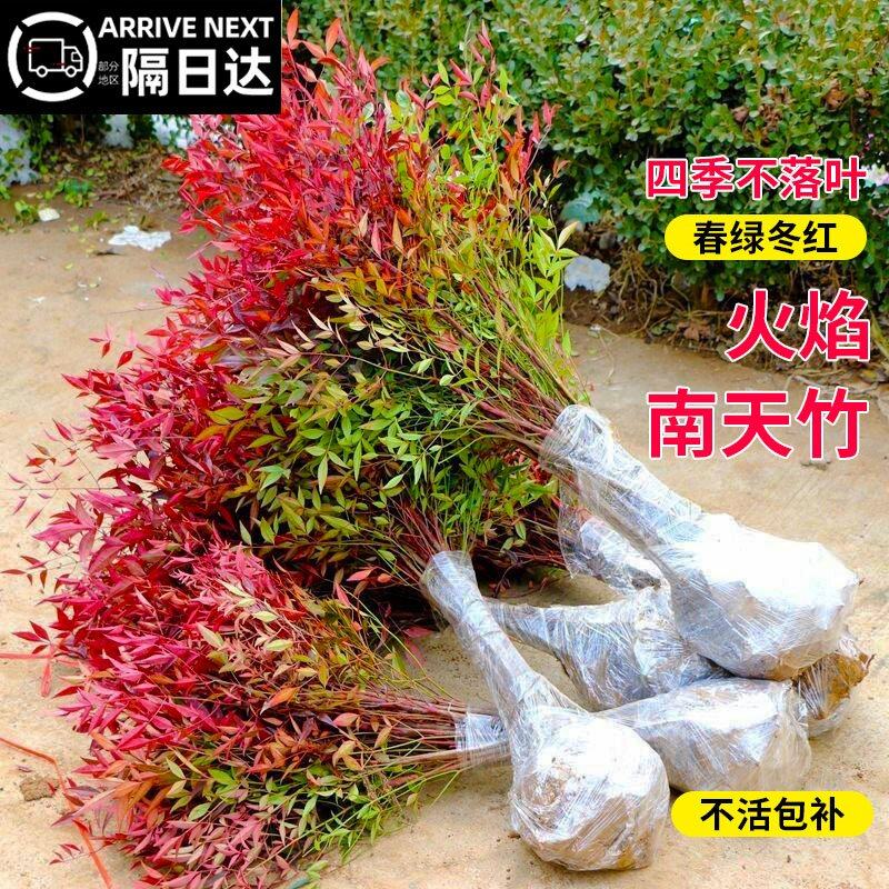 火焰南天竹盆栽客厅树苗植物盆景室外庭院耐寒老桩竹子苗花卉绿植,鲜花速递/花卉仿真/绿植园艺,绿植,淘宝优惠券,粉丝福利购,淘宝优惠卷