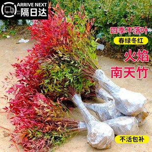 火焰南天竹盆栽客厅树苗植物盆景室外庭院耐寒老桩竹子苗花卉绿植