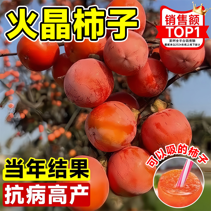 柿子苗树脆甜火晶南北方种