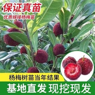 浙江杨梅树树苗嫁接东魁黑炭杨梅盆栽南方地栽果树苗当年结果特大