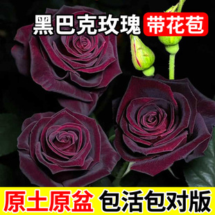 黑巴克玫瑰带花苞花苗月季花苗树苗老桩阳台庭院四季好养浓香花卉