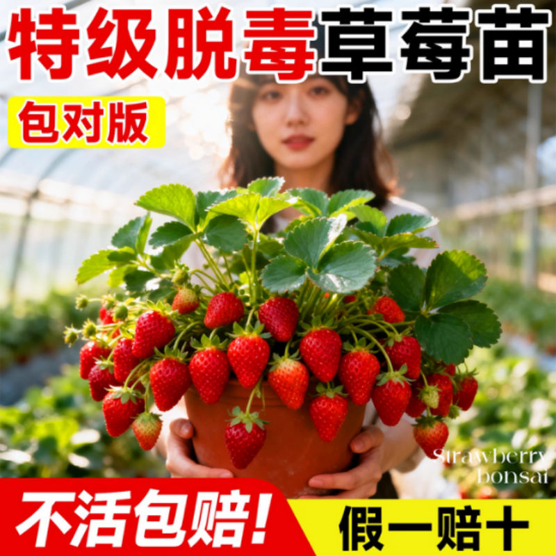 红颜草莓苗秧穴盘苗四季结果