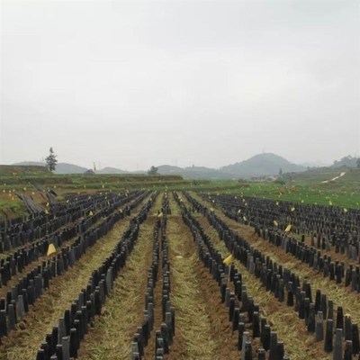 韭黄遮阳罩加厚耐用黑色遮阳隔光筒软化种植套筒家用蒜黄韭菜大号