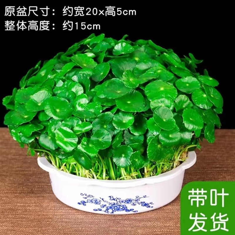 带叶铜钱草水培盆栽植物室内小绿植花卉水养金钱草籽水生四季好养