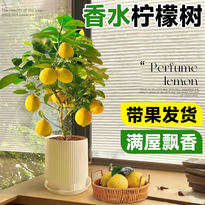 香水柠檬树苗盆栽带果浓香可食用好养活驱蚊花卉植物室内阳台绿植