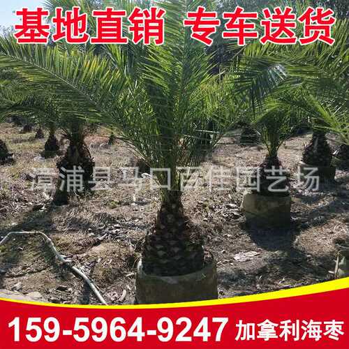 福建加拿利海枣头价格海枣头园林景观工程供应景观树景观棕榈树