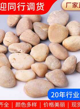 黄色普抛鹅卵石 鱼缸造景庭院景观黄色抛光雨花石园林铺路石头
