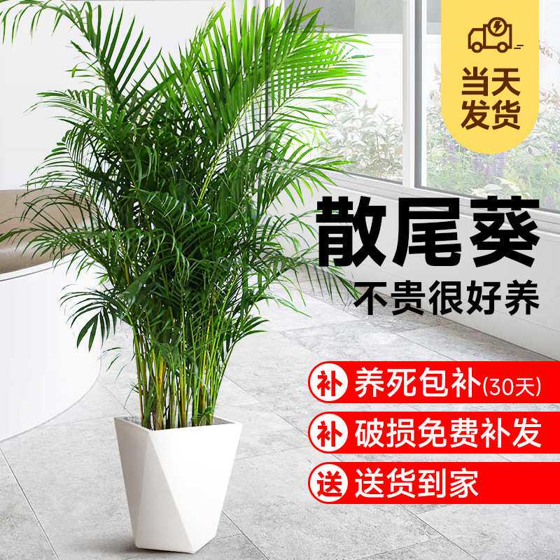 散尾葵植物盆栽客厅大型绿植室内落地办公室凤尾竹四季常青吸甲醛