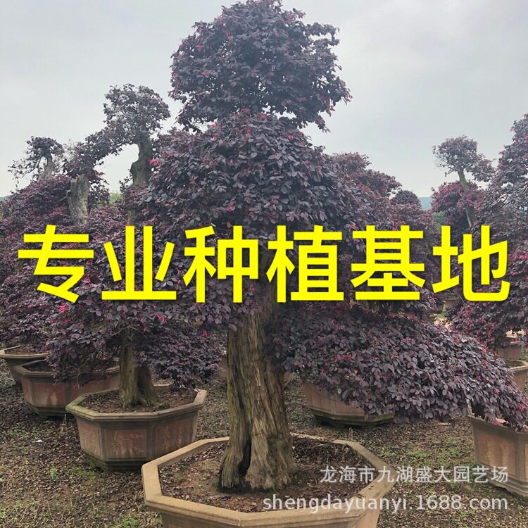造型红花继木桩盆景红花继木树桩价格福建批发红花继木树桩