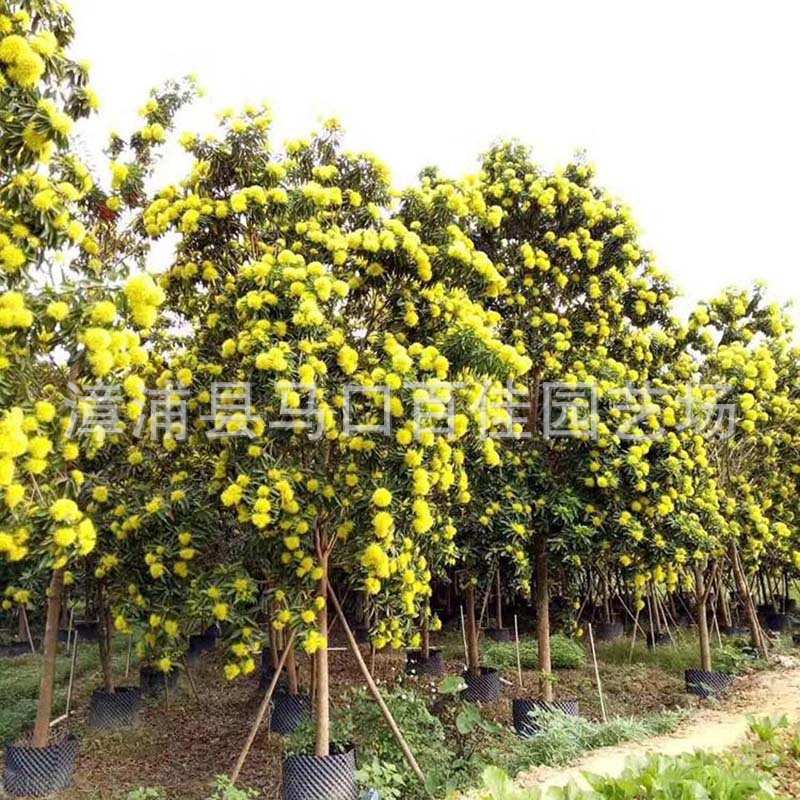 基地直销 百佳园艺 黄金熊猫澳州蒲桃金蒲桃金丝熊猫澳州黄花树