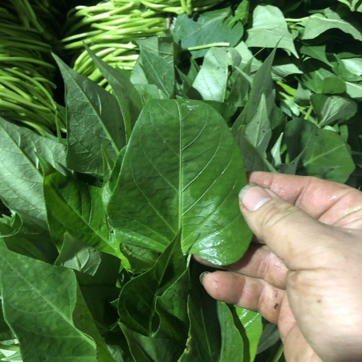 河南正宗新鲜红薯尖比空心菜好吃