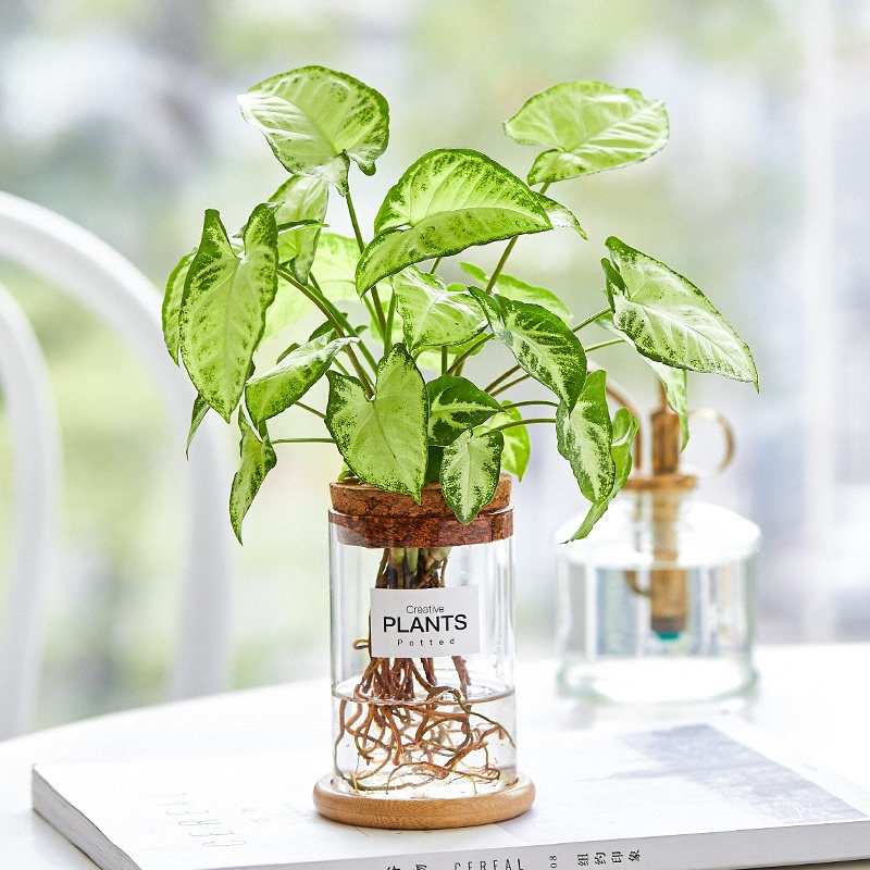 竹芋水培植物绿萝办公室内四季好养花卉虎皮兰文竹水养绿植小盆栽