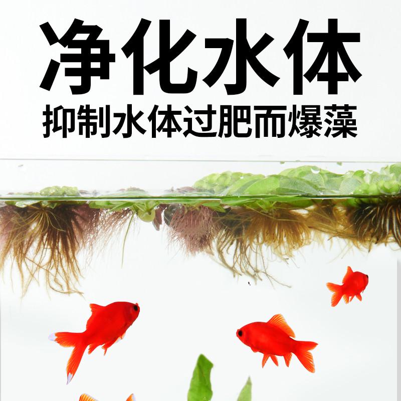 浮萍水草植物水培一叶莲碗莲水芙蓉鱼缸生态造景水草和鱼共养睡莲