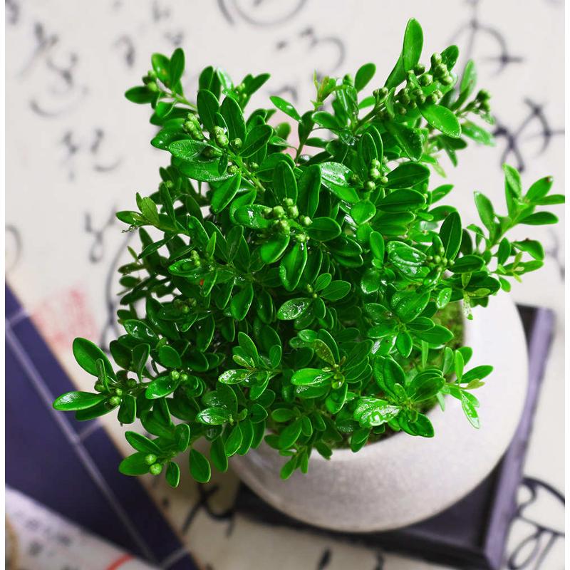 小叶赤楠盆景微景观室内小盆栽新中式桌面绿植办公桌茶室植物摆件