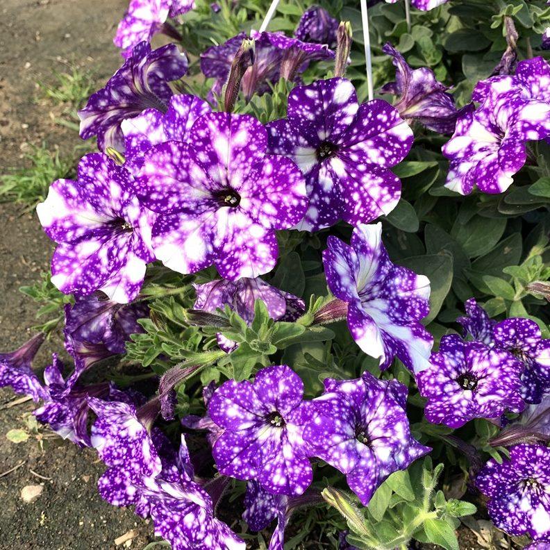 广州 牛【忘好养花阳台言型喇叭矮牵牛花】庭院开花 牵四季园艺