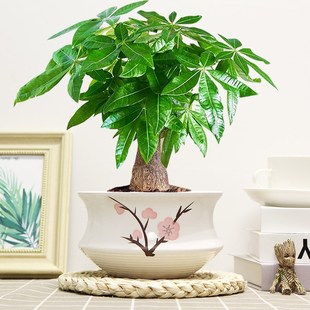 大发财树盆栽绿植花卉室内客厅好养活兴宅家旺净化空气老桩耐旱