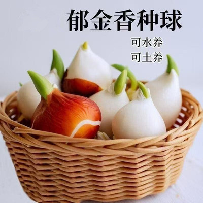 进口水培郁金香种球土培盆栽