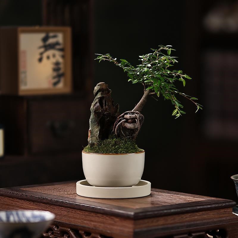 汝瓷米白瓷茶杯微景观提根榆树绿C植盆景禅意茶室客厅桌面摆件书