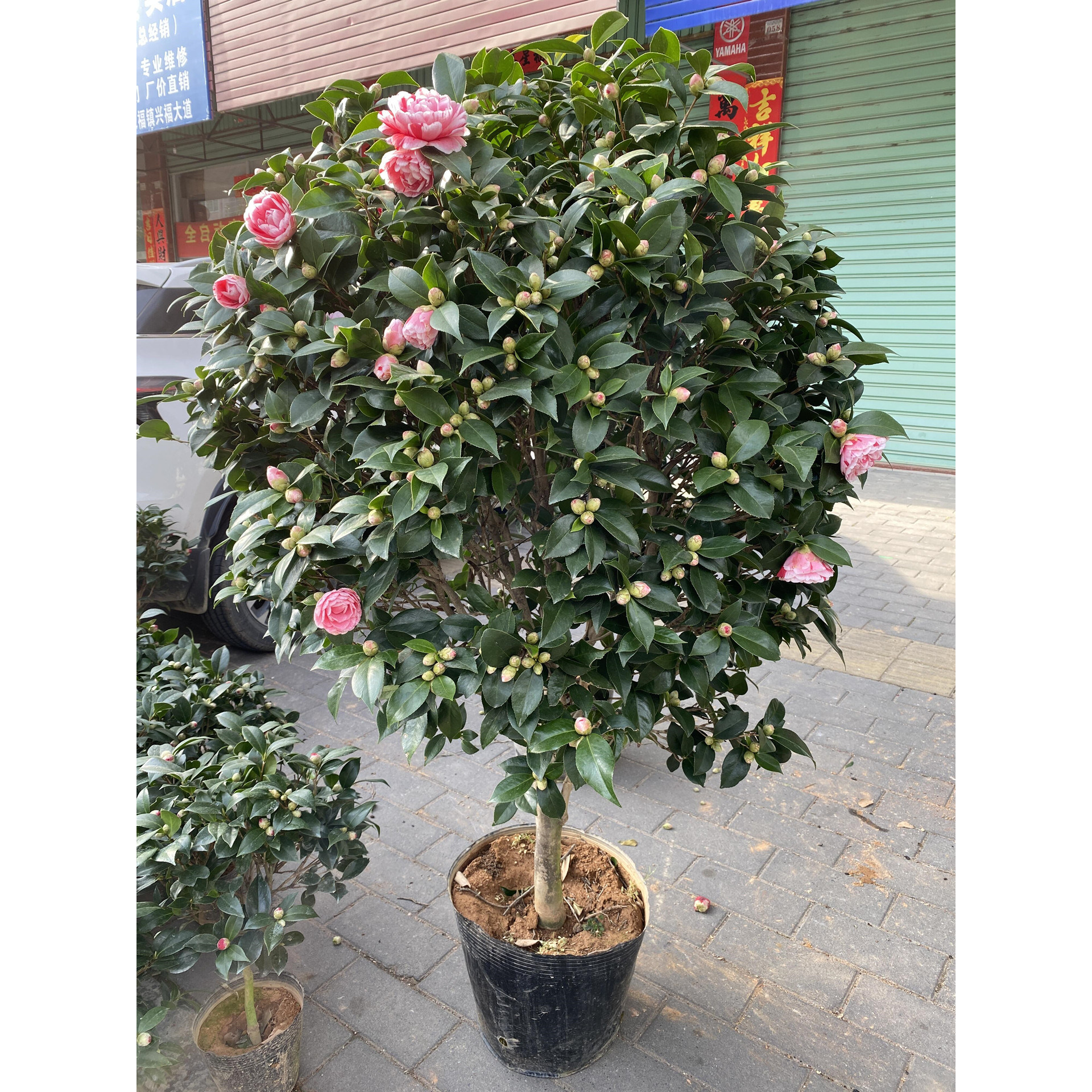 四季茶花五色赤丹树苗盆栽庭院