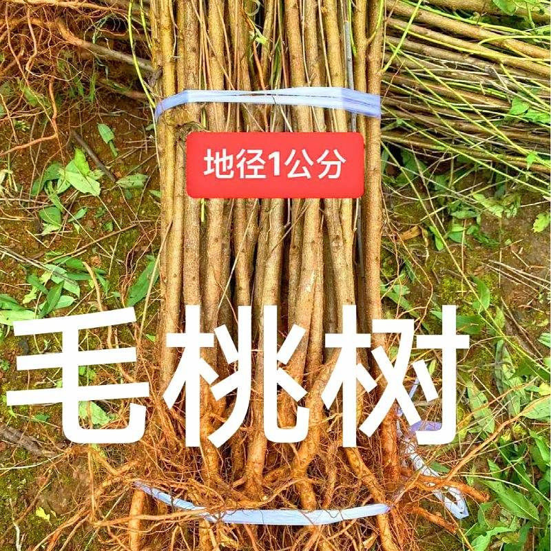 毛桃树苗嫁接钻木苗地栽盆栽南北方种植庭院阳台盆景地栽耐寒植物