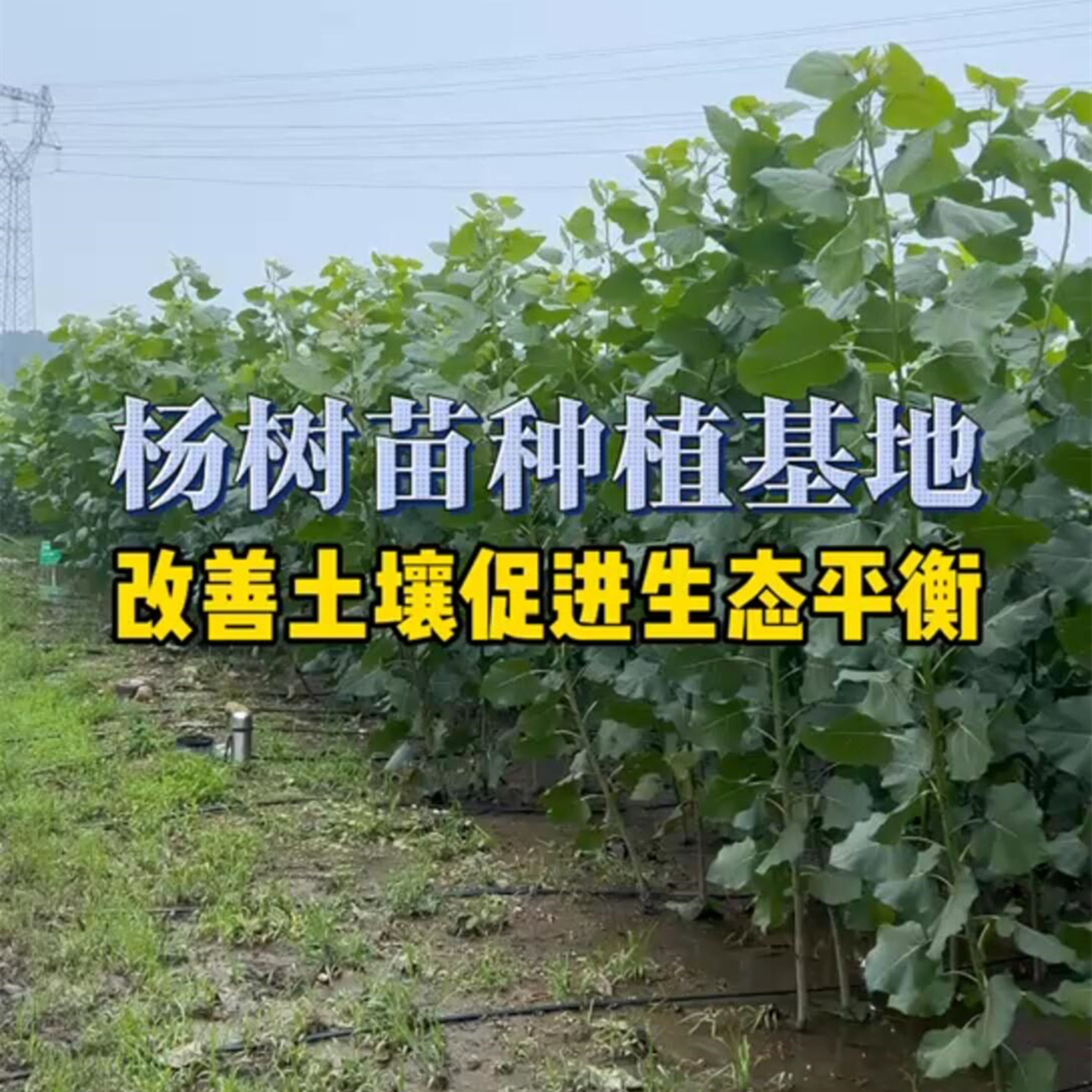 速生无絮杨树苗抗旱抗寒