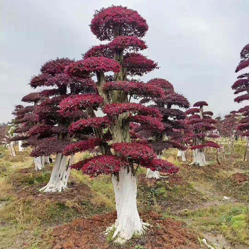 红花继木造型树耐寒冷红继木点缀于园林陆地量大从优