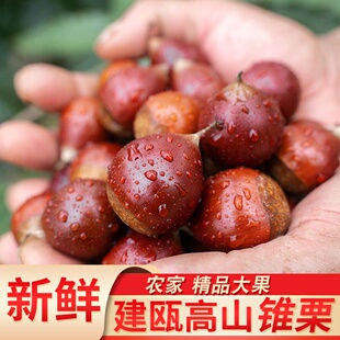 建瓯锥栗福建野生新鲜生板栗农家现摘高山圆栗子油锥栗1斤3斤5斤
