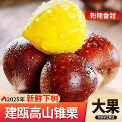 建瓯锥栗福建野生新鲜生板栗农家现摘高山圆栗子油锥栗1斤3斤5斤