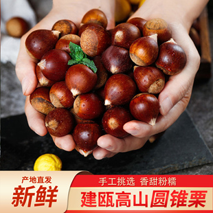 建瓯锥栗福建野生新鲜生板栗农家现摘高山圆栗子油锥栗1斤3斤5斤