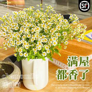 洋甘菊鲜花顺丰次日达小雏菊花束云南基地直发水培植物花卉瓶客厅