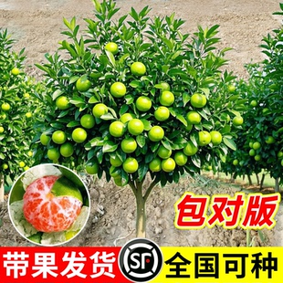 早熟青皮蜜桔树苗耐寒嫁接无核橘子苗日南一号柑橘苗地栽当年结果