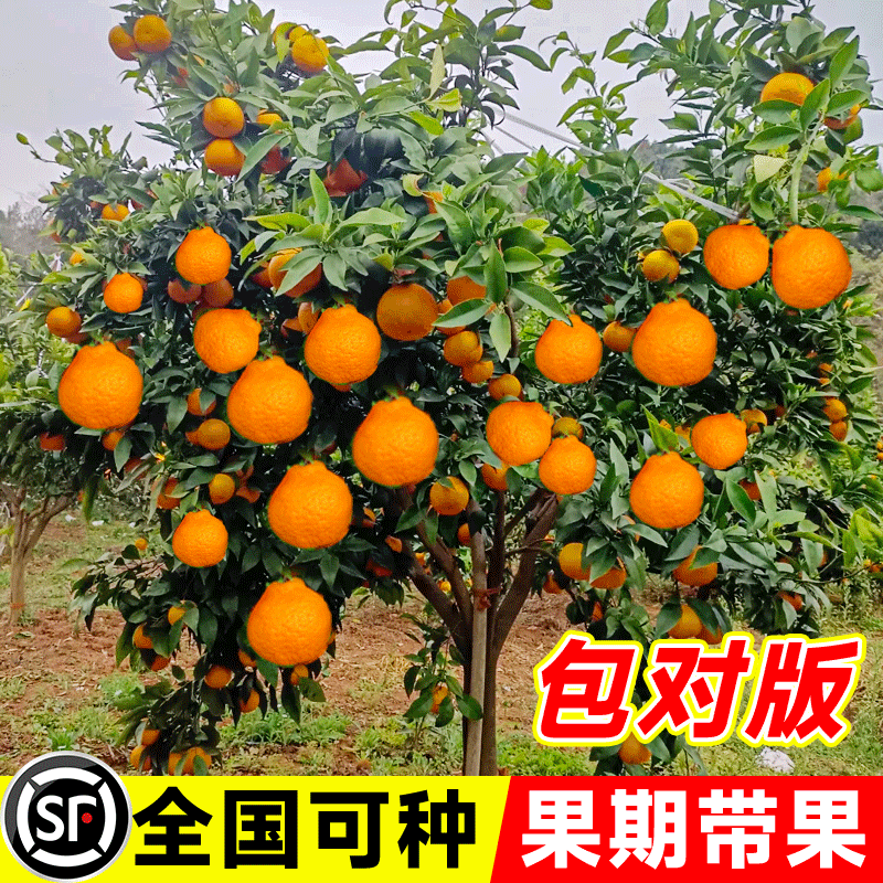 柑橘果树苗嫁接不知火苗柑橘苗丑橘苗丑桔苗丑橘树苗丑八怪桔子苗