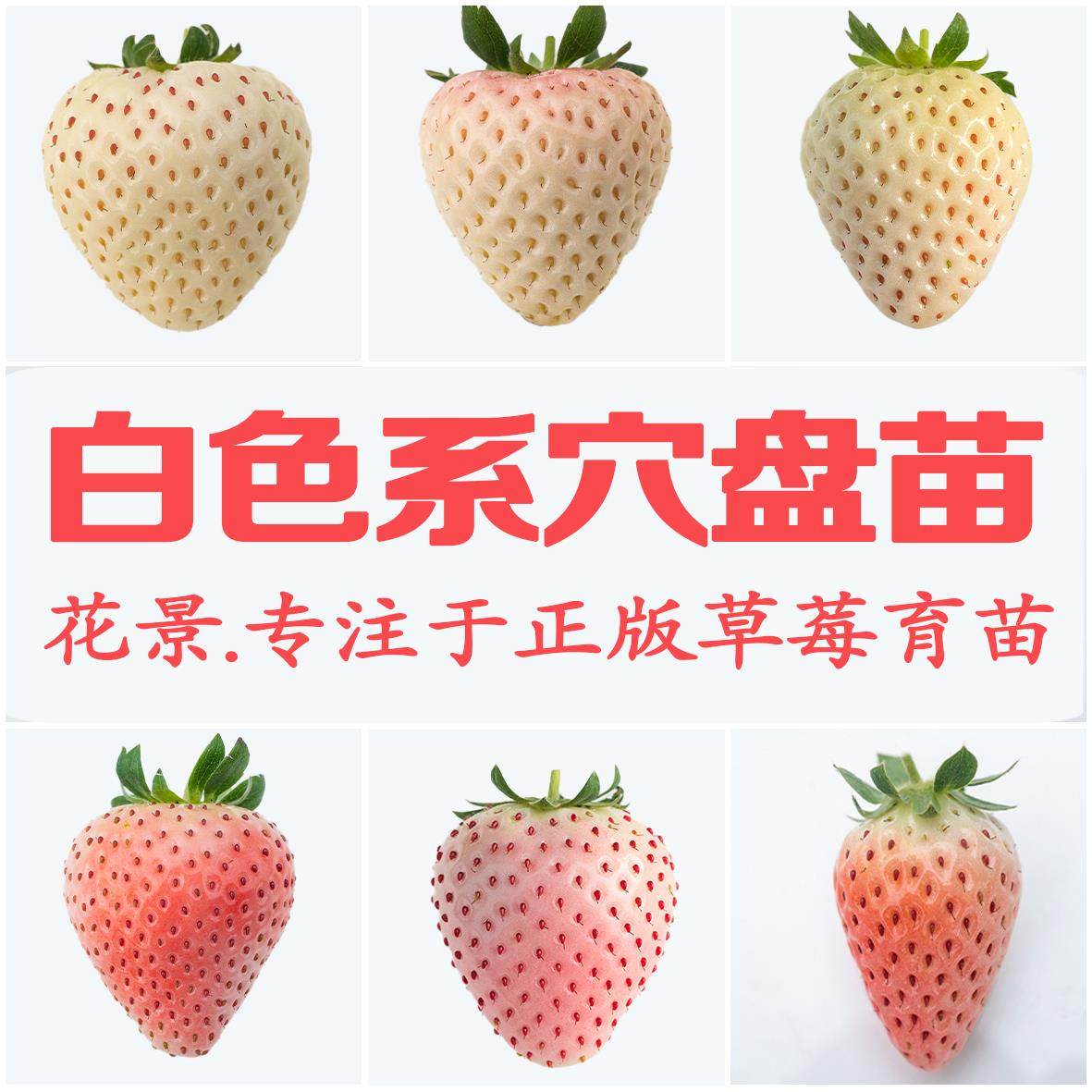 花景淡雪桃熏天使AE粉玉2雪兔梦之萤白色恋人白色草莓苗穴盘苗,鲜花速递/花卉仿真/绿植园艺,种苗/半成品盆栽,淘宝优惠券,粉丝福利购,淘宝优惠卷