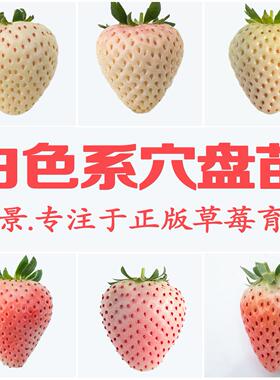 花景淡雪桃熏天使AE粉玉2雪兔梦之萤白色恋人白色草莓苗穴盘苗