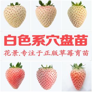花景淡雪桃熏天使AE粉玉2雪兔梦之萤白色恋人白色草莓苗穴盘苗